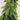 6ft Lifelike Artificial Norfolk Pine Garland - Realistic Green Vine for Dining, Mantle & Outdoor Christmas Decor