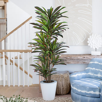 6ft Artificial Dracaena Plant Margined Dracaena