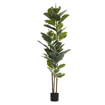 5ft Artificial Rubber tree