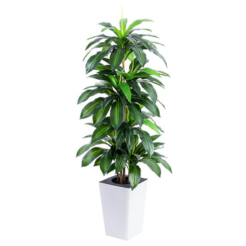 5ft Artificial Dracaena fragrans Tree