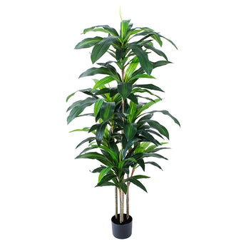 5ft Artificial Dracaena fragrans Plant