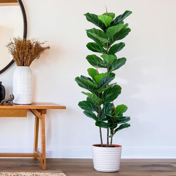 Faux Fiddle Leaf Fig Tree