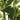 Tall Faux Ficus Tree Potted Fake Tropical Plants