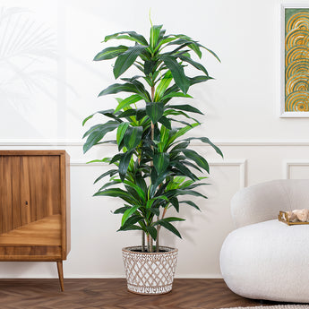 5ft Artificial Dracaena fragrans Plant